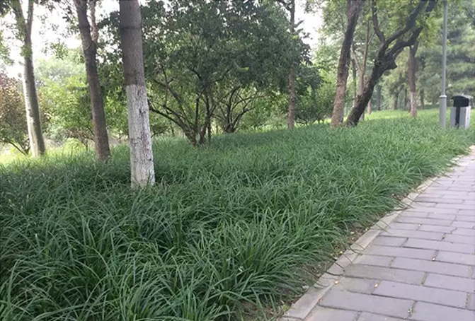 崂峪苔草