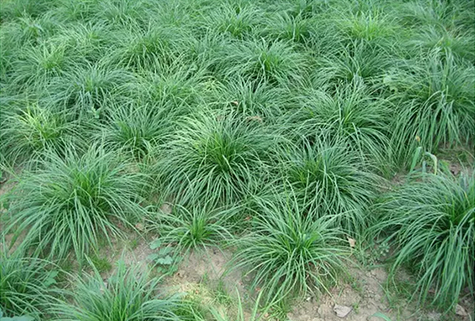 青绿苔草