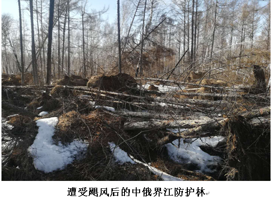 遭受飓风后的中俄界江防护林.png
