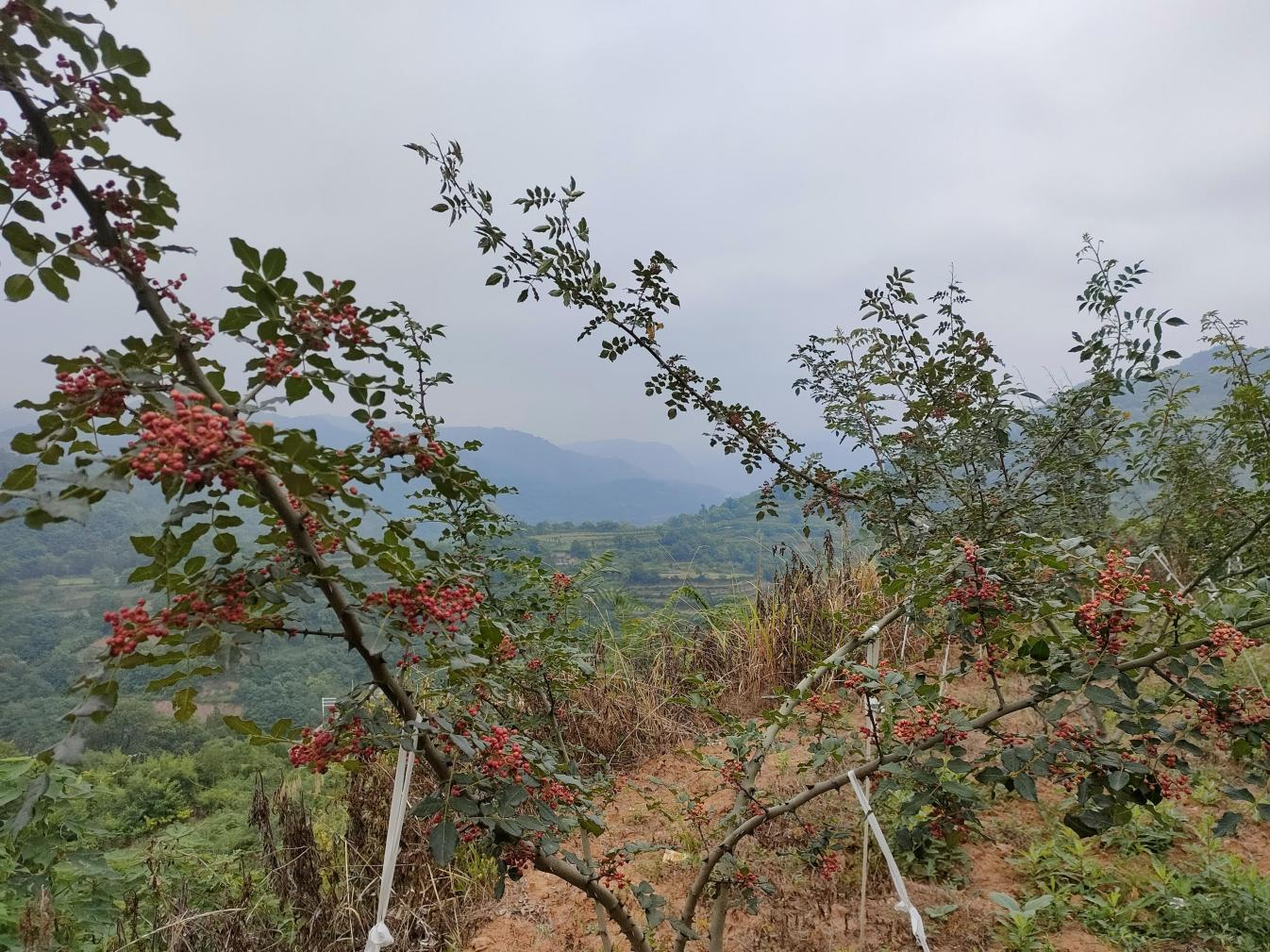 1646200599109276.png 图片13.png