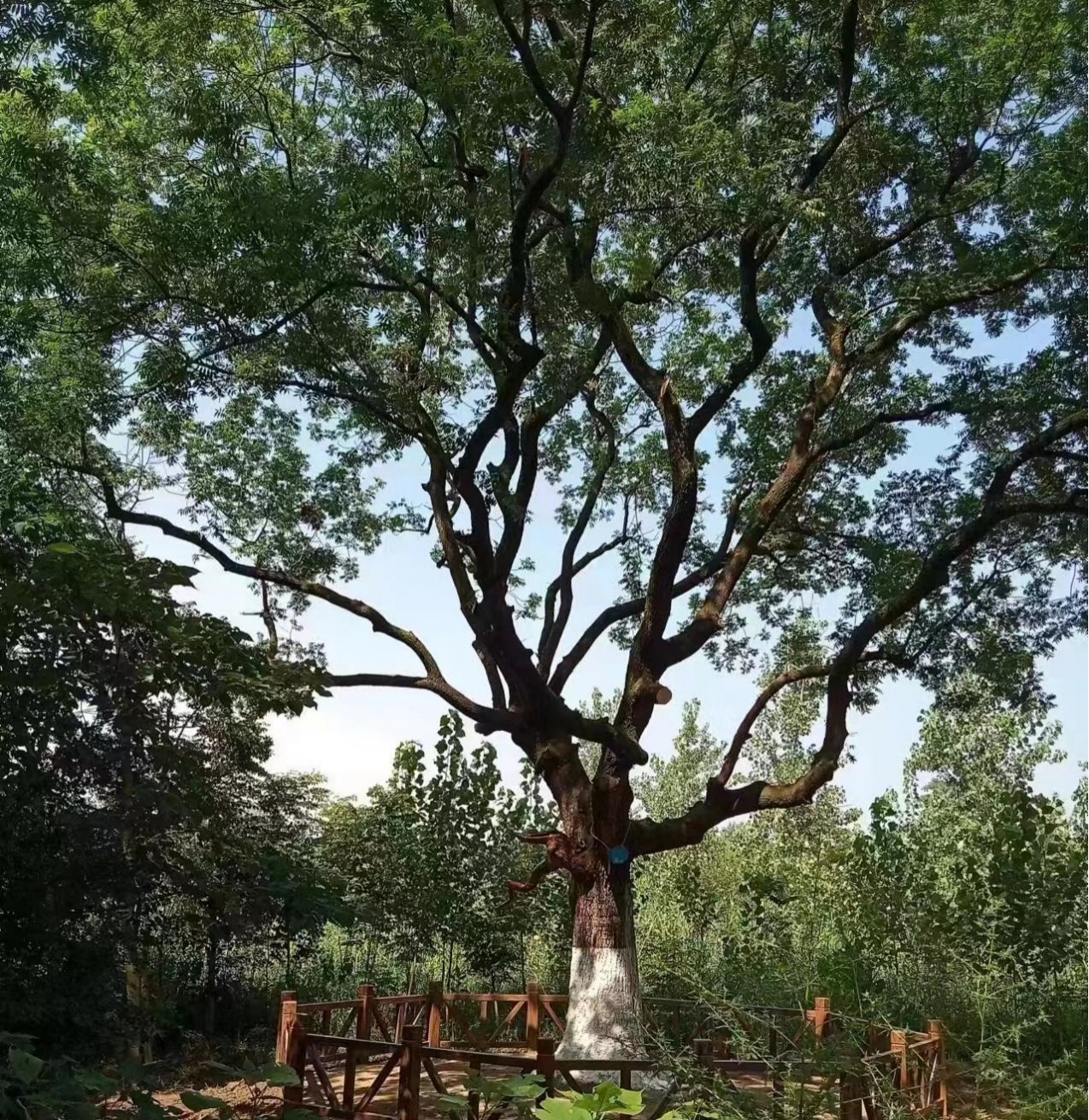 肥西县长势良好的古树名木。肥西县林园中心供图