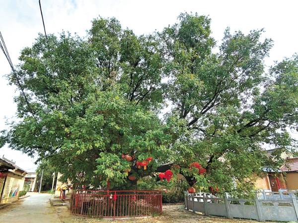 1763017902725896.jpg 16.jpg