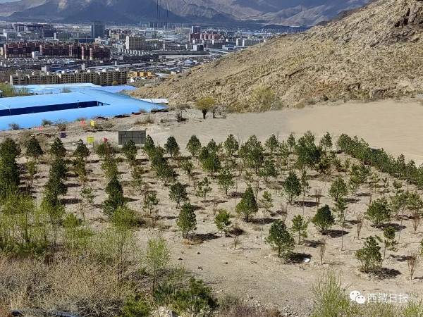 1763529981296479.jpg 2.jpg