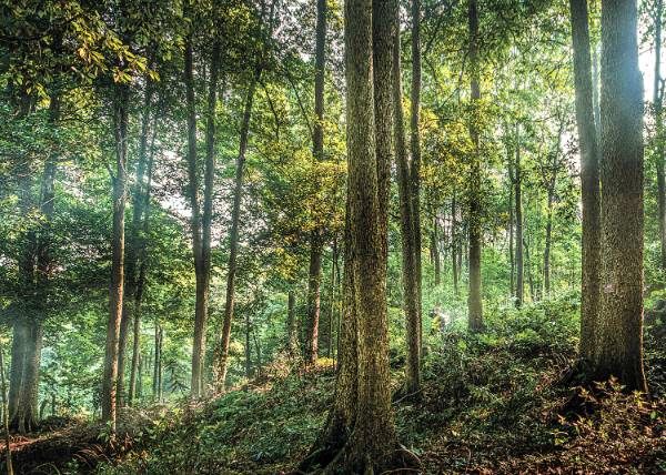 1763606219363078.jpg 1 (1).jpg