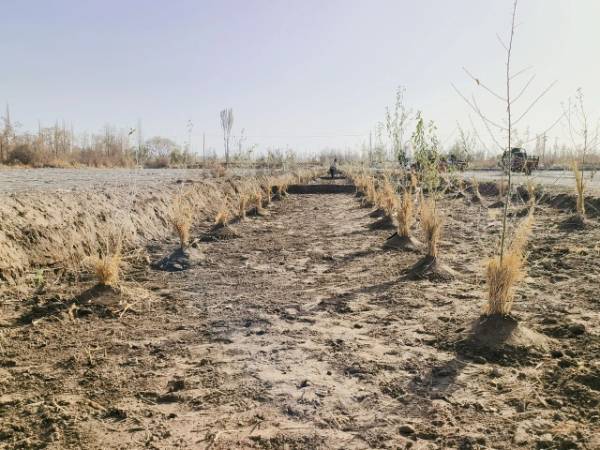 1763953219415968.jpg 3.jpg