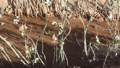 1764914512552471.gif 17.gif