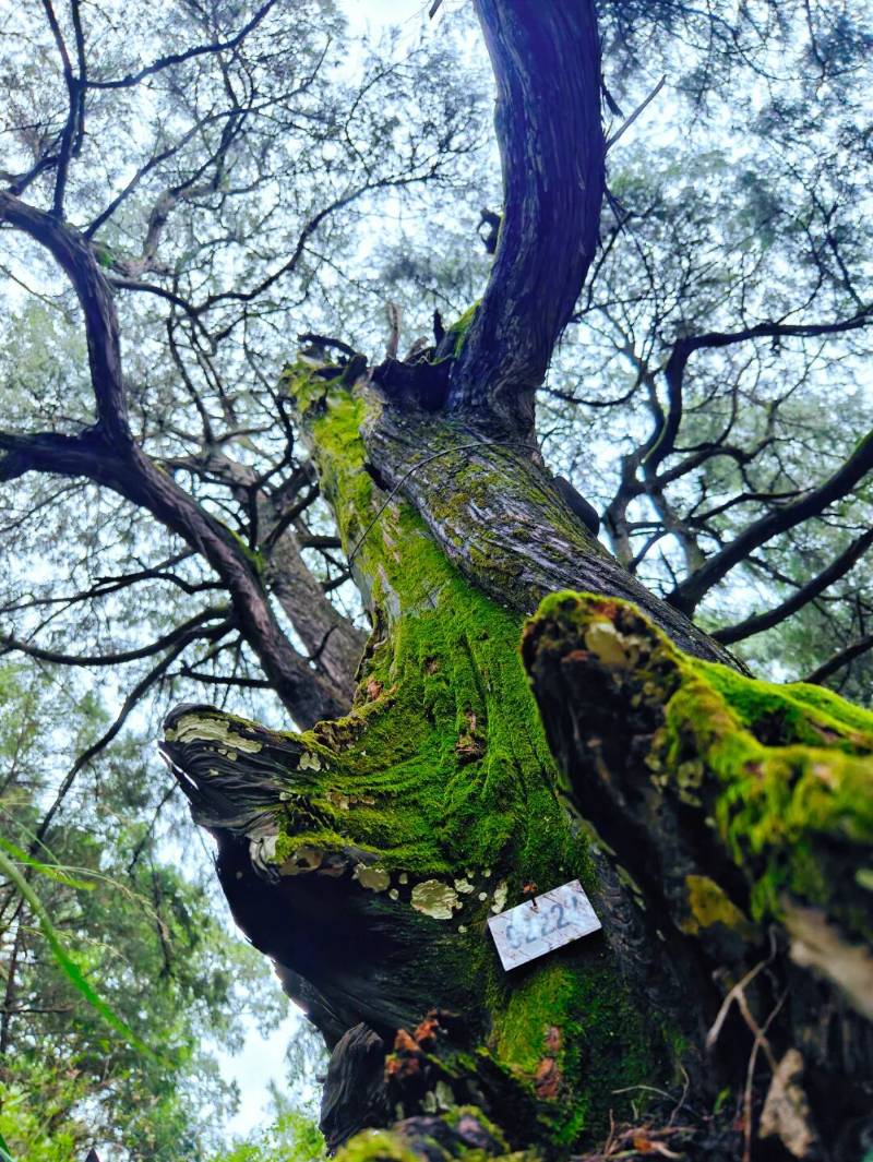 1765855290855045.jpg 16.jpg