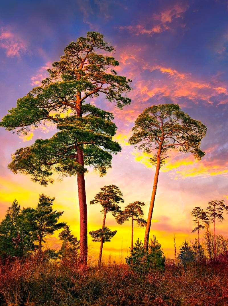 1772263520555919.jpg 851994b4a596dfed34e76ecb9b68928f.jpg