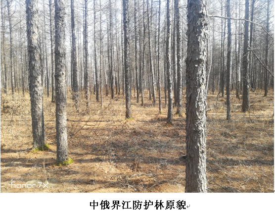 中俄界江防护林原貌.png
