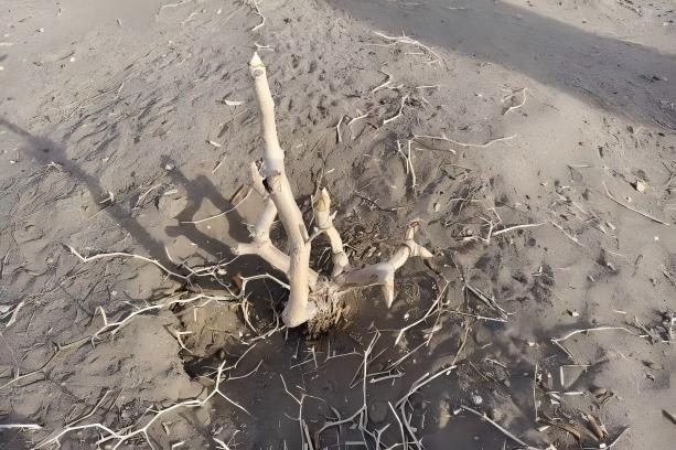 1770977787481239.jpg 1770977787481239.jpg