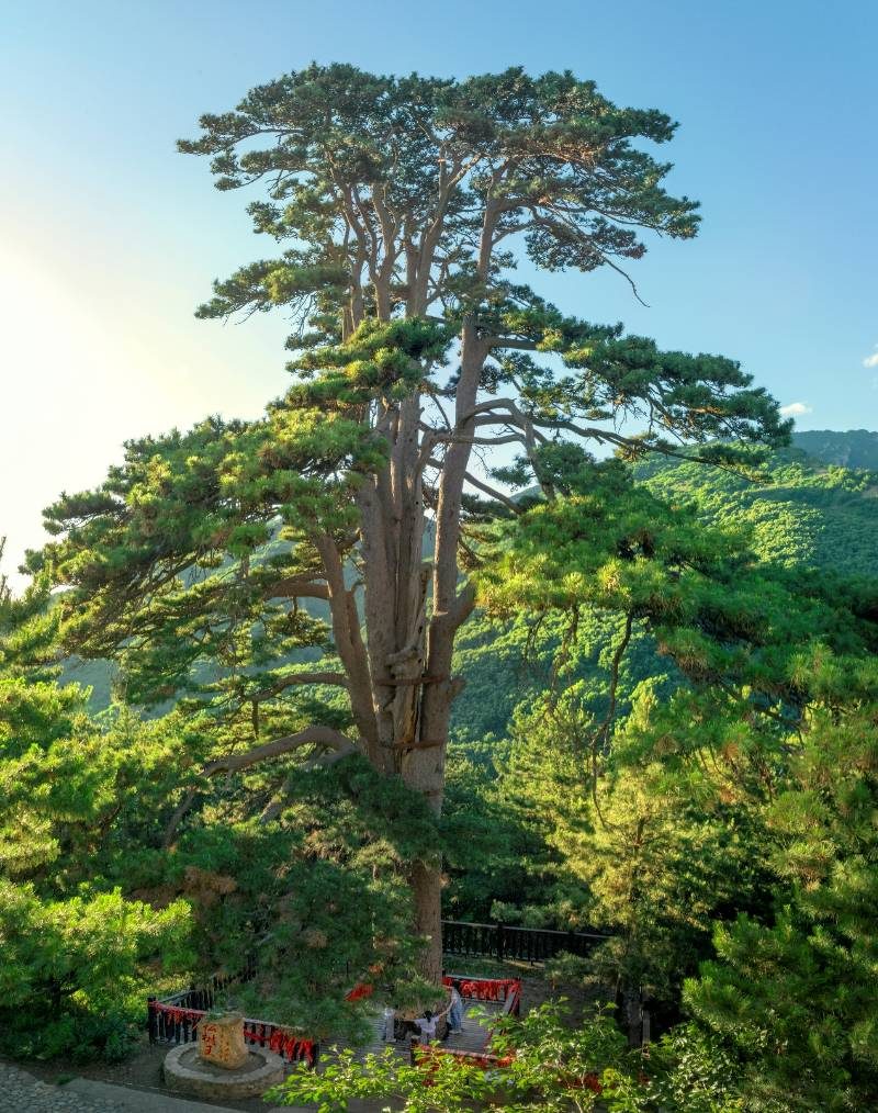 1774417585910176.jpg 1.jpg