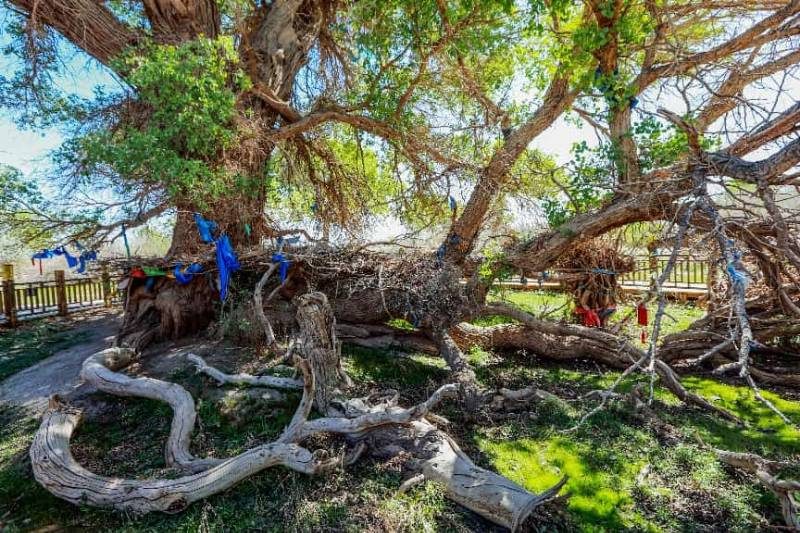 1776229548870094.jpg 33.jpg